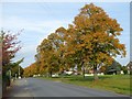 Autumn colours on Poolbrook Road