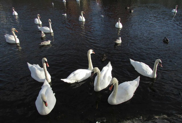Swans by The Quay, Exeter