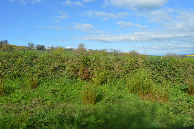 Hedge by the A387