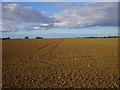 TA1555 : Prepared field, Dringhoe by Jonathan Thacker
