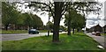 Trees along New Parks Way