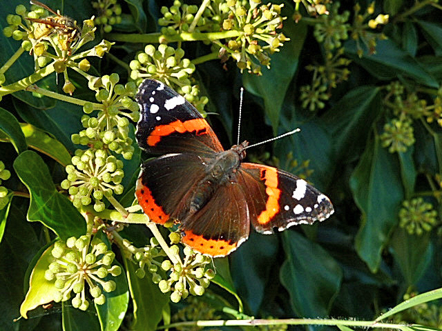A Late Red Admiral At Newstead