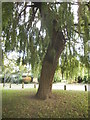 Willow tree in Barham Park, Sudbury