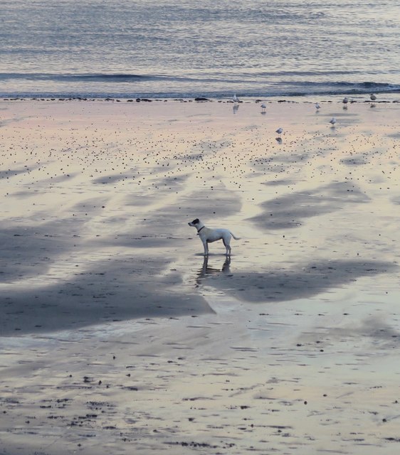 Dog on Shanklin beach
