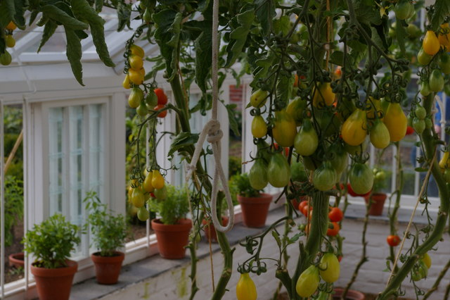 Tomatoes in the glasshouses, Audley End