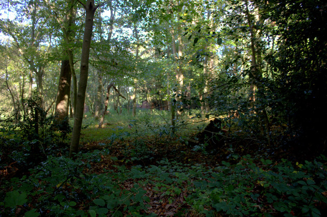 Dorney Wood