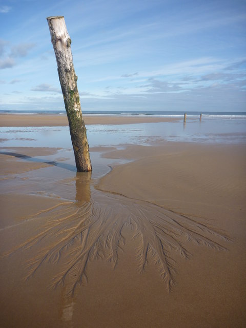 Coastal East Lothian : Taken Root
