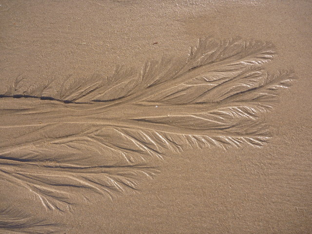 Coastal East Lothian : Sandangel Wingprint