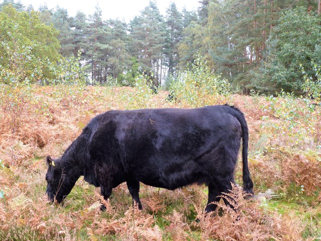 Bullocks near the entrance to Dersingham Bog, Norfolk