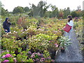 Part of the Dingle Nurseries