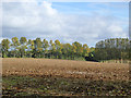 Farmland east of Shrubs Wood