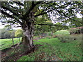 Llwybr ceffyl ger Afallenchwerw / A bridleway near Afallenchwerw