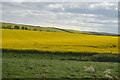 Oilseed rape