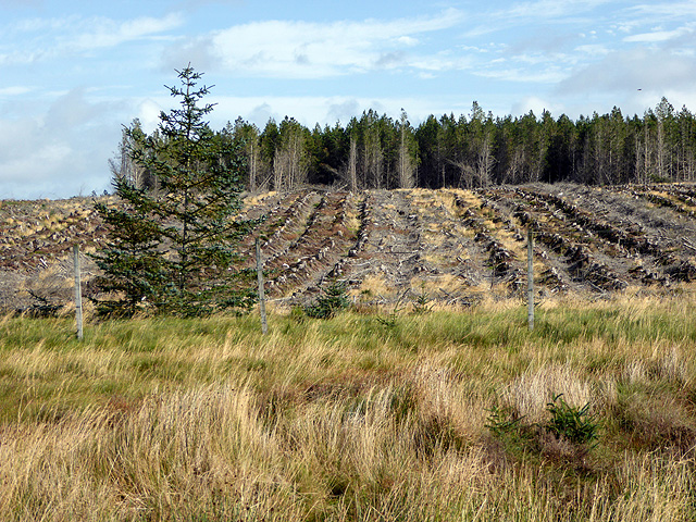 Forestry clear-fell near Loch Gaineimh