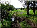 Muddy entrance to field, Cranny