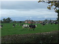 Cattle towards Heatley Bank Farm