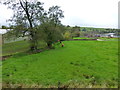 Highland cattle at Ladymeadows farm