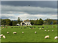 C6530 : Cows and Sheep near Bellarena by David Dixon