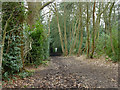 Footpath from the west end of Totteridge Common to Holcombe Hill