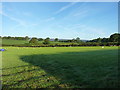 Sheep in field at Pentre