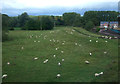 Grazing near the River Trent, Stone