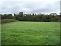 Grazing towards Banktop Wood