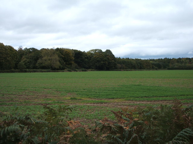 Crop field towards Greaves Wood