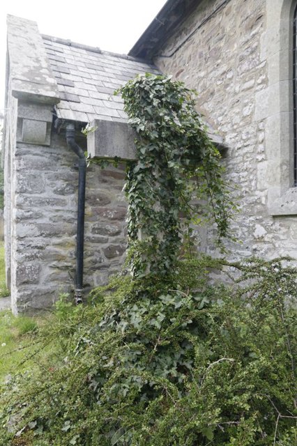 Ivy on the cross