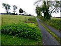 Clump of nettles along Archill Road