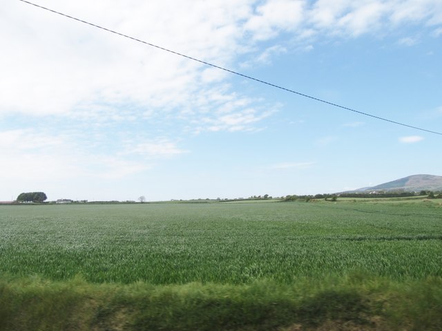 Cereal crop on the west side of the Boherboy Road