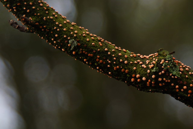 Fungus on a sycamore branch, Halligarth, Baltasound