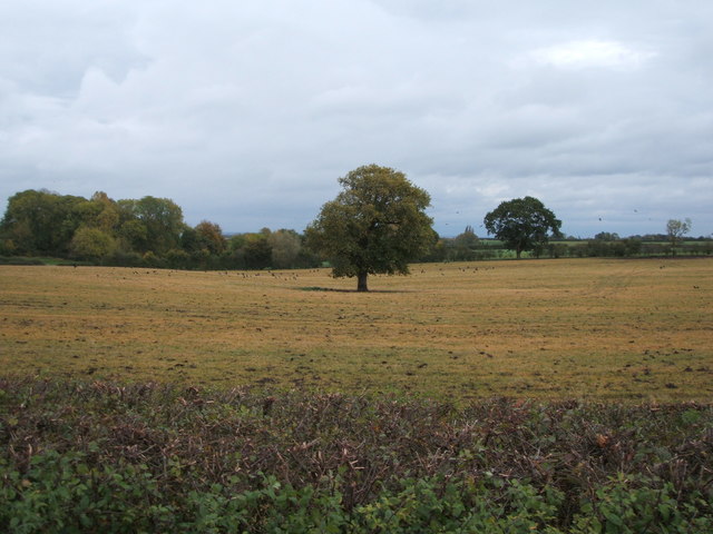 Tree in field, Anslow 