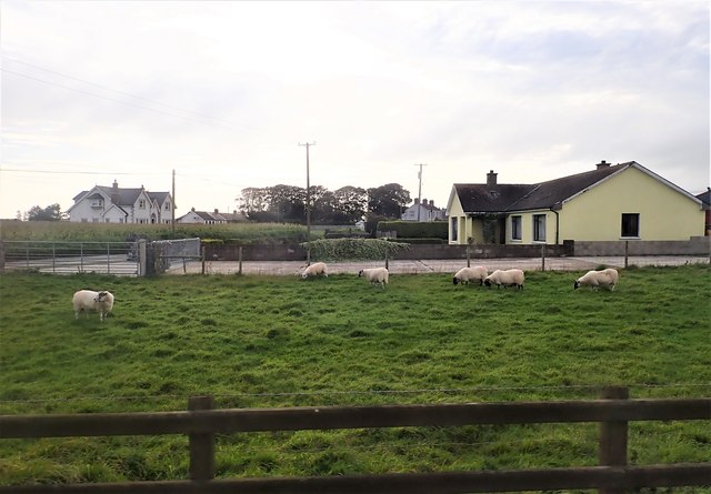Sheep pasturage on the west side of the Boherboy Road