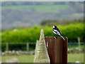 H3280 : Pied wagtail, Archill by Kenneth  Allen