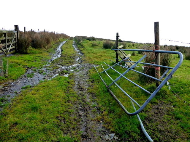 Rough track and gate, Ballynaquilly