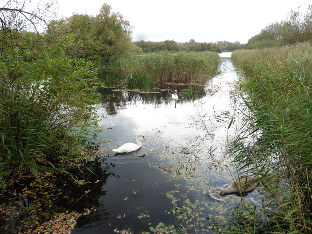 Decoy pool, Westhay Moor Nature Reserve