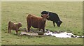 Cattle at spring, Halshanger