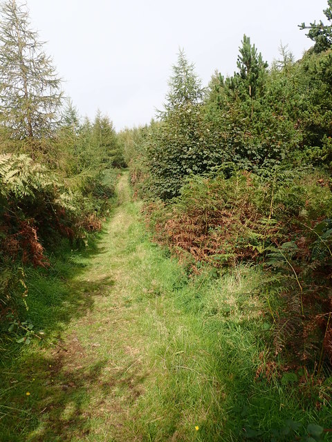 The forest section of the Annaloughan Loop's upper path
