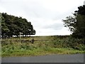 Footpath sign