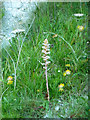 A broomrape on old rifle range