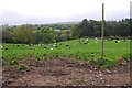 Cattle lying down, Walkmills