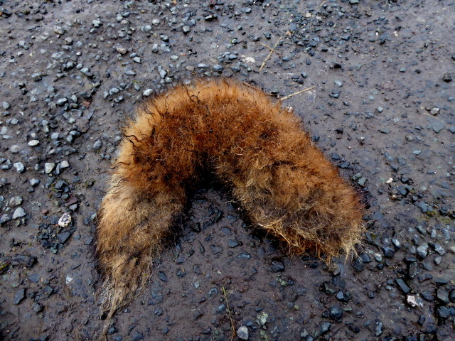 A fox's tail?