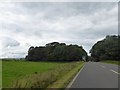 A6 approaching woods on Calton Hill