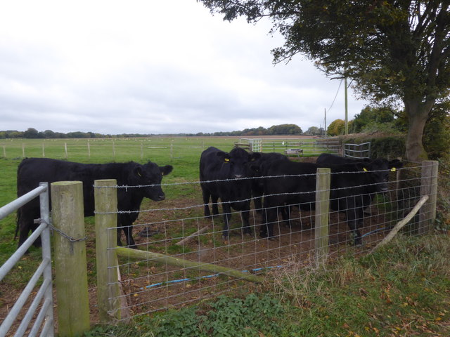 Cattle alongside Otterden Road