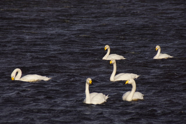 Whooper Swans (Cygnus cygnus) on Easter Loch, Uyeasound