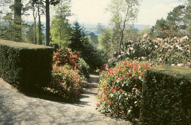 Path into Rhododendron garden, Castle Drogo, 2001