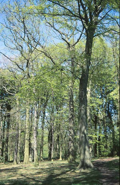 Woodland near Moor Green, 2001