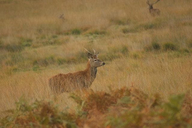 View of a stag on guard in Richmond Park #2
