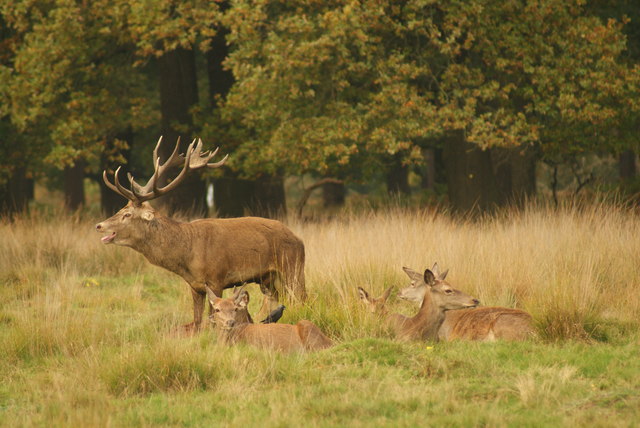View of stags and does in Richmond Park