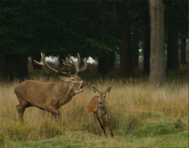 View of a doe being chased by a stag in Richmond Park